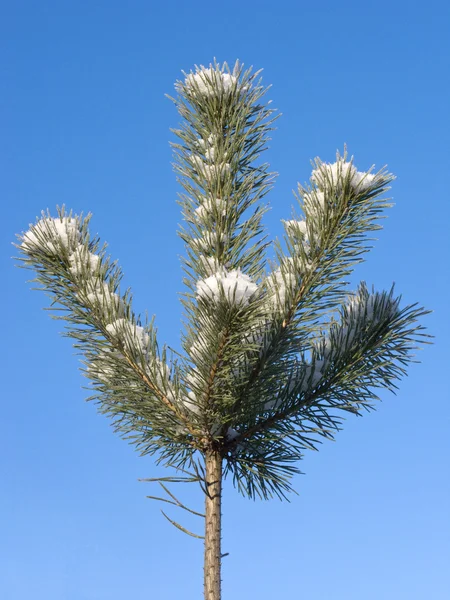 Top of pine tree with snow — Zdjęcie stockowe