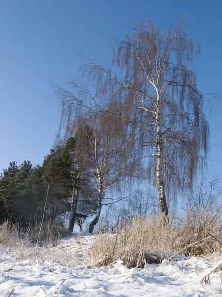Birken auf dem Hügel im Winter — Stockfoto