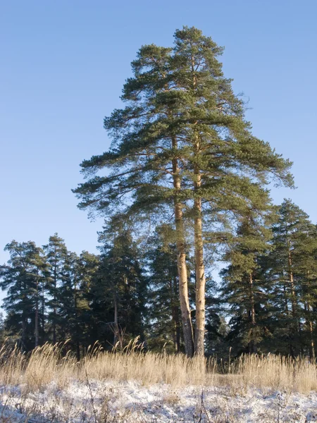 Dubbele pijnboom in winter forest — Stockfoto