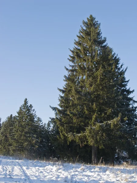 Çam ağaçları kış orman — Stok fotoğraf