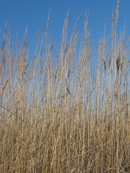 Torrt gräs på blå himmel bakgrund — Stockfoto