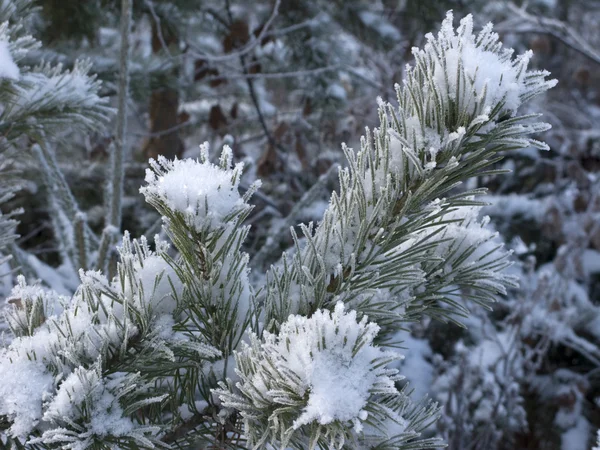 Tak van pijnboom met sneeuw — Stockfoto
