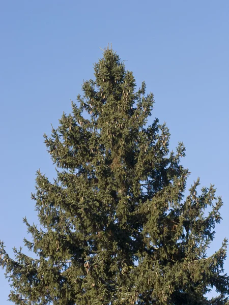 Вершина елки — стоковое фото