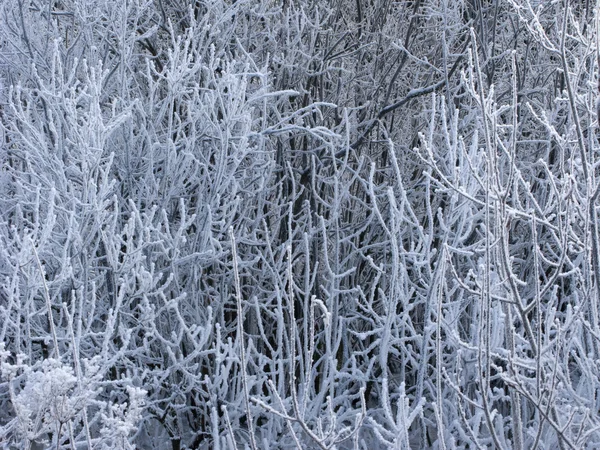 与白霜的树枝 — 图库照片