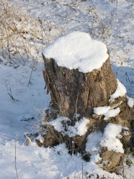 Ceppo sotto la neve — Foto Stock