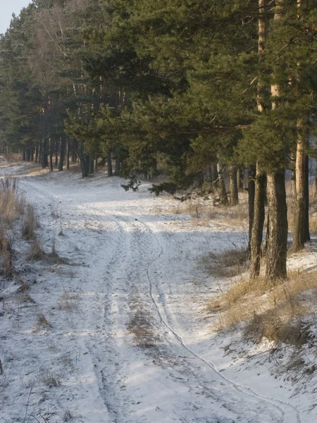 Estrada terra país na borda da floresta — Fotografia de Stock