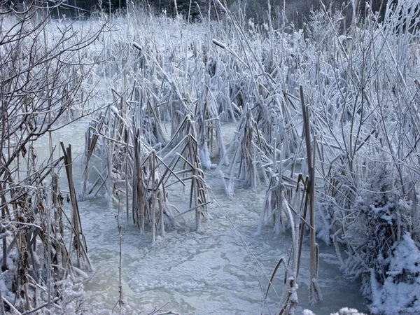 Bevroren vijver — Stockfoto