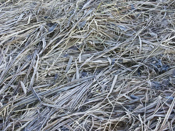 Trockenes Gras Hintergrund mit Raureif — Stockfoto
