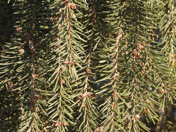 Fir branches texture — Stock Photo, Image