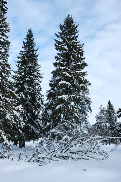 Neve coberto abetos na floresta — Fotografia de Stock