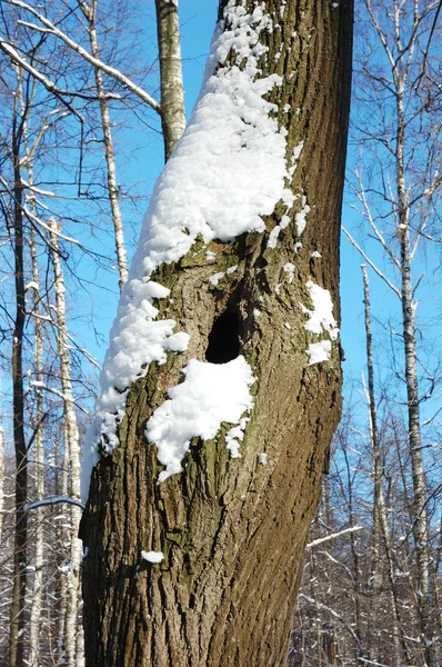 Kmen stromu s dutou v zimě — Stock fotografie
