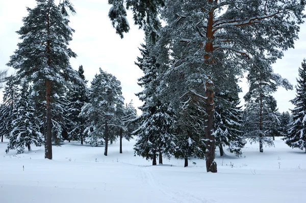 Bosque de coníferas en invierno —  Fotos de Stock