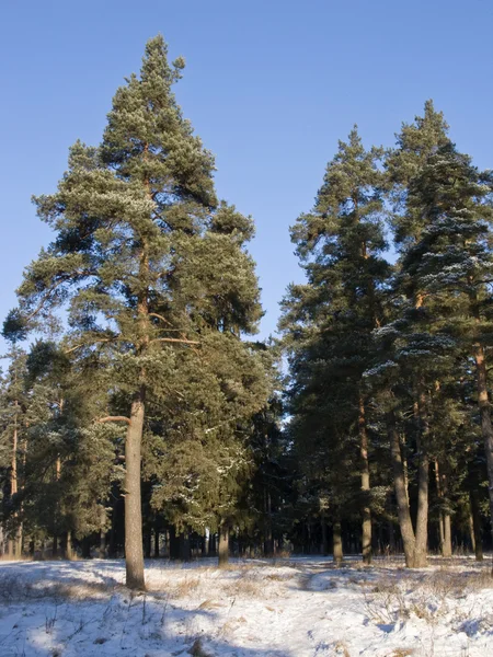 Pine bomen in winter forest — Stockfoto
