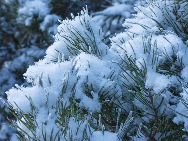 Tak van pijnboom onder de sneeuw — Stockfoto