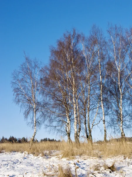 겨울에 백 화 나무 — 스톡 사진