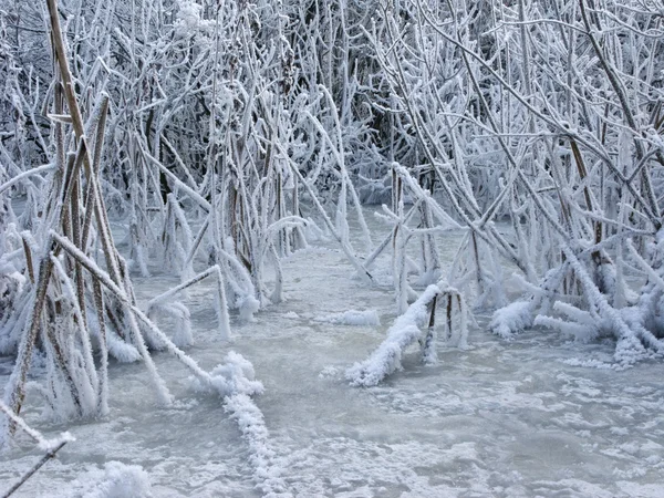 리드와 함께 얼어붙은 연못 — 스톡 사진