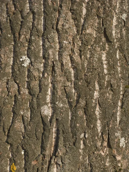 Textura de corteza de árbol viejo — Foto de Stock