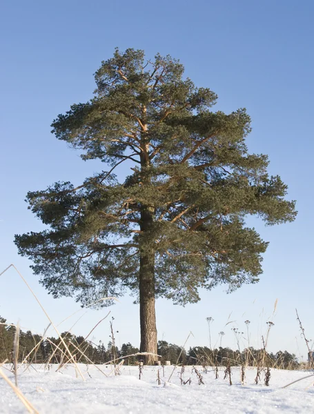 Tek çam ağacı — Stok fotoğraf