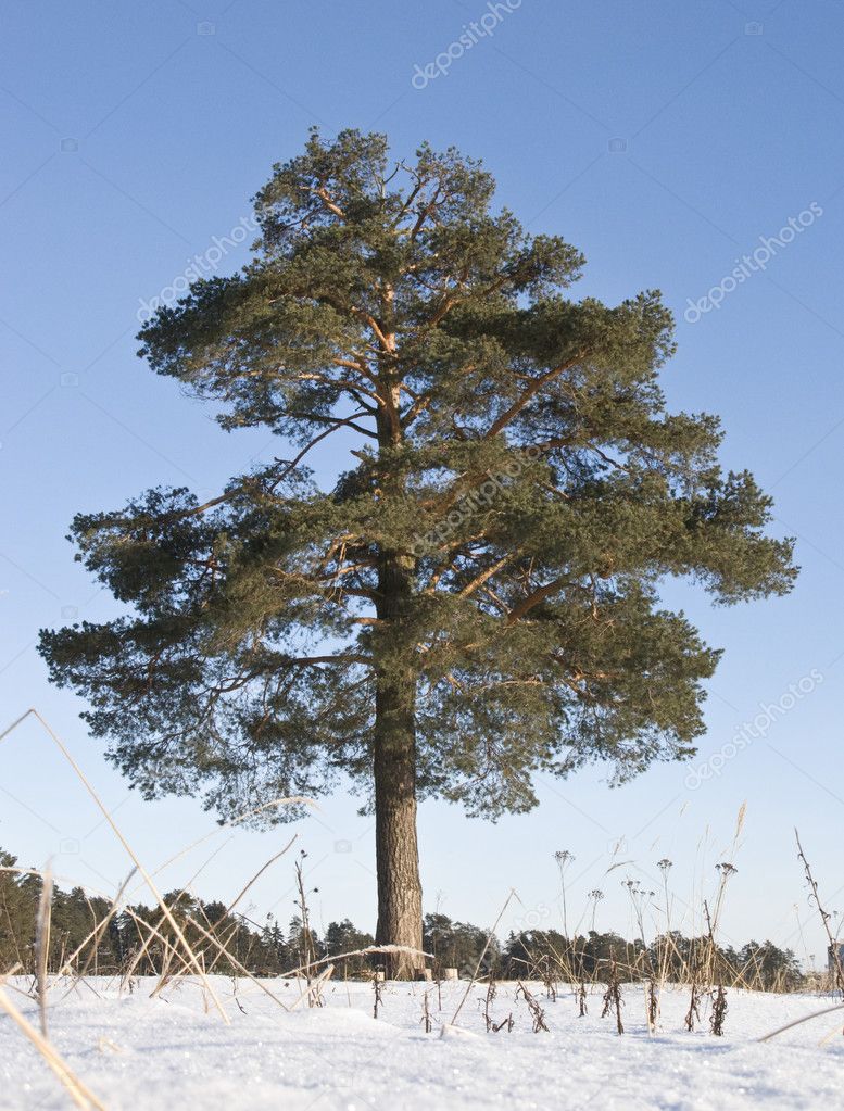 Single pine tree