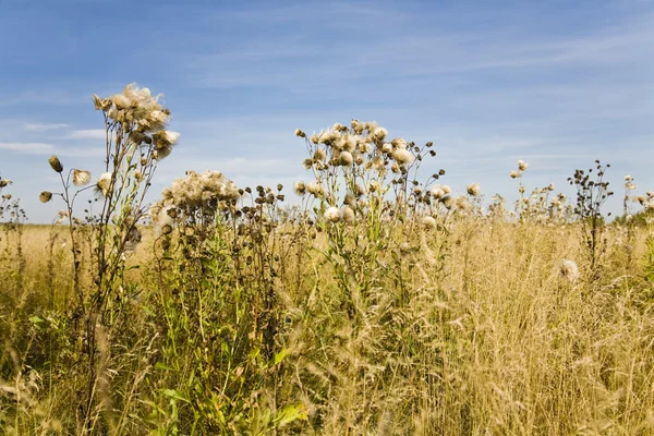 stock image Grass