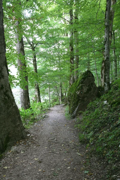 stock image Biogradski wood