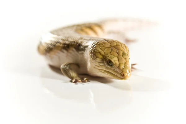 爬虫類 — ストック写真