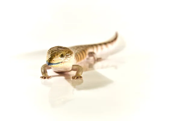 Reptil — Stockfoto