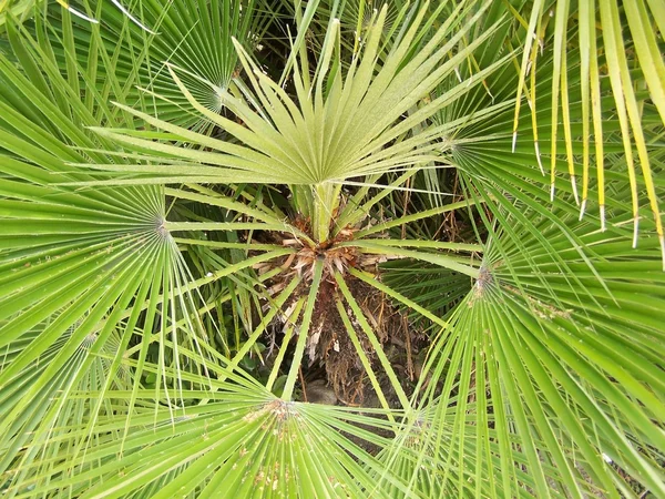 stock image Palm tree