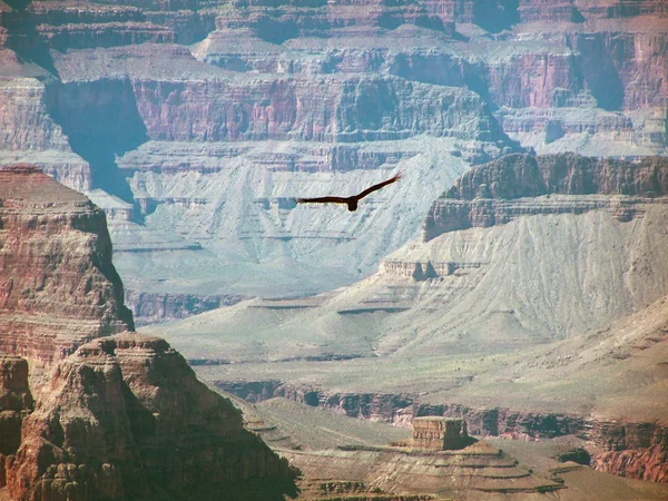 Пустынный орёл — стоковое фото