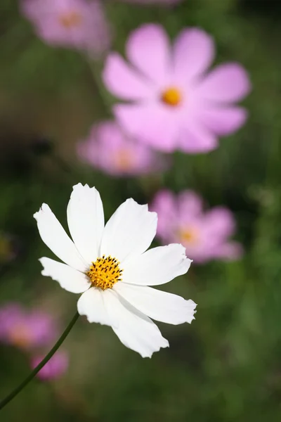 stock image Camomile