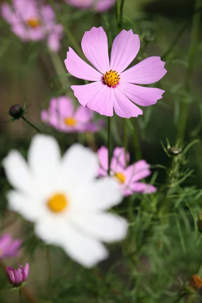 stock image Camomile