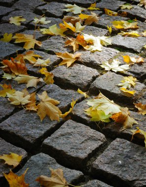 Maple leaves on cobblestones in a ray of clipart