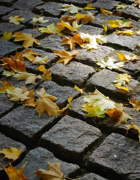 Maple leaves on cobblestones in a ray of — Stock Photo, Image