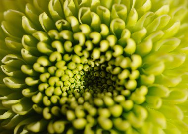 yeşil yıldız çiçeği makro fotoğraf
