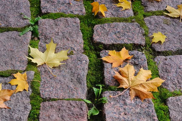 Maple leaves on cobblestones sidewalk on — Stock Photo, Image