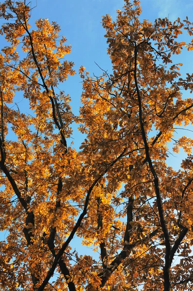 Autumn tree — Stock Photo, Image