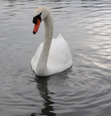 Beautiful swan clipart
