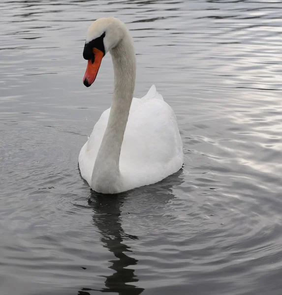 stock image Beautiful swan