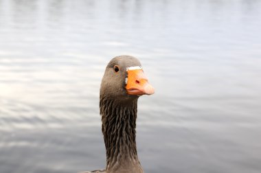 Head of Bean Goose