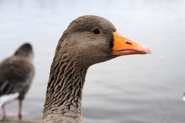 Head of Bean Goose