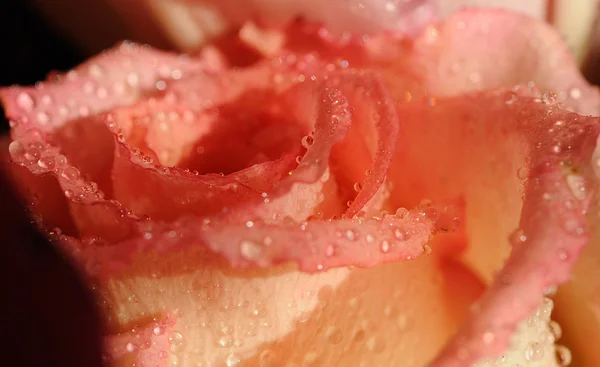 Rose bourgeon — Photo