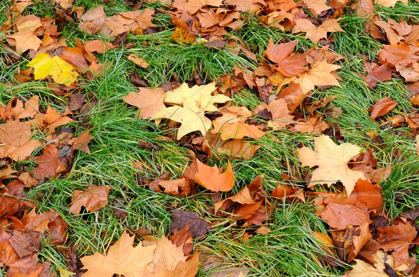 Maple leaves in green lawn — Stock Photo, Image