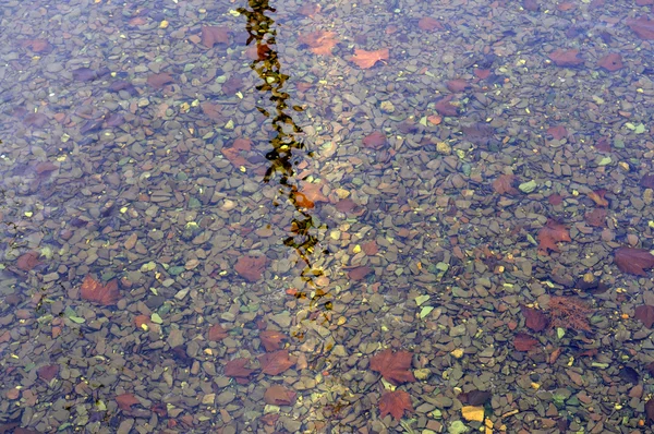 Камни и листья под водой — стоковое фото