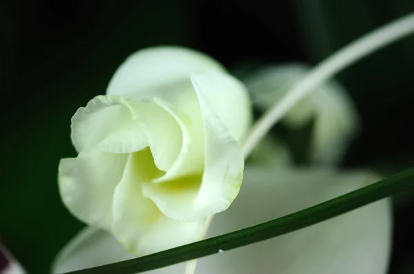 Hermosa pequeña rosa — Foto de Stock