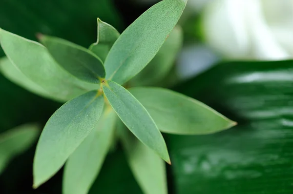 stock image Fresh leaves