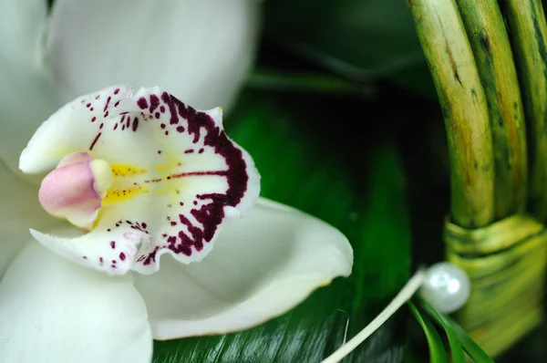 美しい蘭の花 ロイヤリティフリーのストック画像