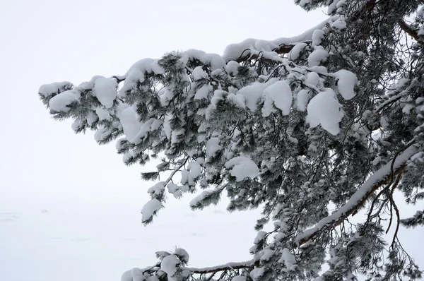 冬のモミの木の枝 ロイヤリティフリーのストック写真