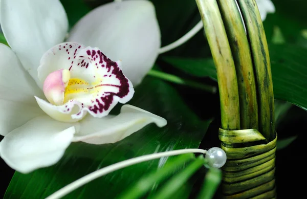 美しい蘭の花 ロイヤリティフリーのストック写真