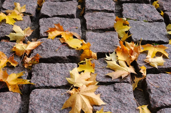 Autumn pavement — Stock Photo, Image
