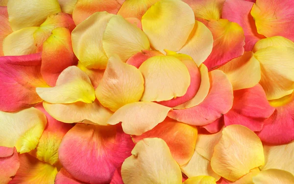 stock image Yellow and pink rose petals